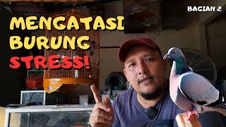 Mengatasi Burung Stress - Bagian 2