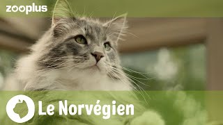 Le Norvégien : apparence, caractère et mode de vie | Magazine zooplus