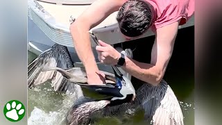 Man Saves Pelican Choking on Fish