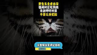 （2/3）野生东北虎出没，强闯村庄吃狗肉，市政呼吁村民不要以身犯险！#科普 #自然 #东北虎 #动物