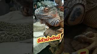 อีกัวน่ายักษ์ คำรามเสียงดังมาก #อีกัวน่า #iguana #giant