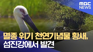 멸종 위기 천연기념물 황새, 섬진강에서 발견 (2022.10.11/뉴스데스크/광주MBC)