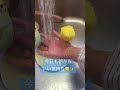 朝からシャワー。お皿洗いしていてもやってくる。水浴びが大好きな２羽。 shorts セキセイインコ budgies 水浴び シャワー