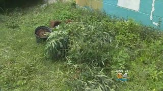 Police: Pot Scattered On Lawn Of Florida City Grow House