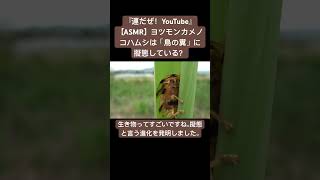 【ASMR】ヨツモンカメノコハムシは「鳥の糞」に擬態している？ #sdgs #insects #虫の音 #bug #sound #yt #animals #yt #asmr #mating #昆虫