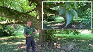 Ohio Champion Hardy Rubber Tree - Eucommia ulmoides (Section 53)