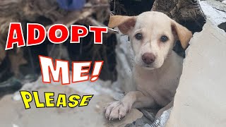 Rescue abandoned puppy nesting in landfill. The dog is exhausted from being sick