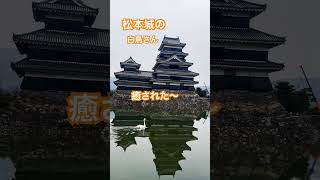 #松本城 #松本 #長野県 #長野 #城 #白鳥 #鳥 #動物 #癒し #癒し動画 #japan #nippon #travel #旅 #旅行