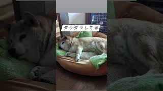 【柴女もみじ14歳】#柴犬 #柴犬のいる暮らし #shortdogs #short