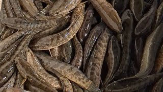 ঢাকার খিলক্ষেত বাজারের টাকি মাছ | Taki fish | Dhaka Khilkhet fish market | Bangladesh | Fish Fin.