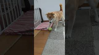 柴犬が、テニスボールで遊ぶ　#shorts