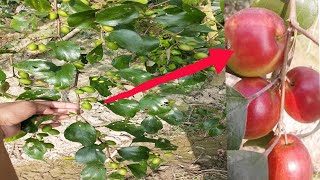 Kashmiri Red apple ber কেন চাষ করবেন? বা কুলের কালার কখন হবে