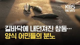 일본산 활어 때문에…“양식 기반 흔들” / KBS