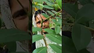 ലഷ്മി തരൂ ഉണ്ടോ കാൻസറിനെ പേടിക്കണ്ട | Medicinal Plants #shorts #medicinalplants