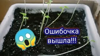 Всходы петунии .Моя ошибка при посеве!