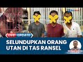 Perdagangkan Satwa Liar, 3 Orang Dibekuk Polisi di Aceh Tamiang: Sembunyikan Orang Utan di Ransel