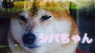 【Shibachan】タバコ屋の看板犬シバちゃんに会いに行ってみた！