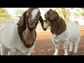 everything you need to know about boer goats