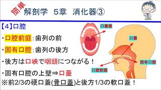 簡単解剖学　５章　消化器③(口腔)