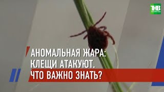 Две тысячи татарстанцев пострадали от укуса клещей |  ТНВ