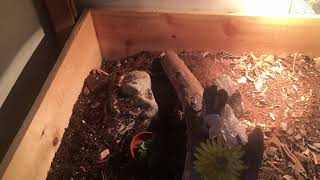 Caring for a Horsefield Tortoise: The Basics (substrate,enclose, food, and heat)