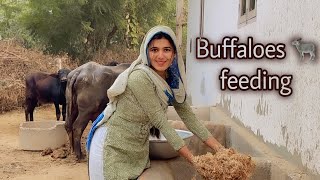 “A Beautiful Girl Fed The Buffaloes 🐃”/ Unseen Haryanvi Village Life || Manvi Singh Vlogs || 2025