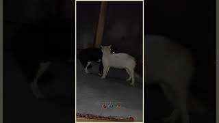 ஏப்பா தம்பி அந்த பொண்ணு கைய பிடிச்சு இழுத்தியா...🤣😂 cat 🐈 funny videos 😃