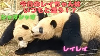 いつもの逆襲？ 今日はレイちゃんがシャオくんに噛みつく！！_2023/04/22