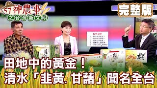 田地中的黃金！清水「韭黃、甘藷」聞名全台《57神農事》完整版 胡忠信 顏秋月 20201209