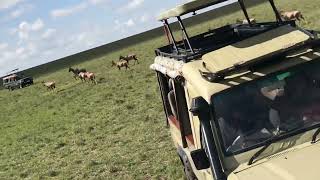 Gazelle gets ripped apart by a Hyena!  In Maasai Mara National Reserve Park-Africa. Very Graphic!