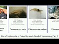 list of arthropoda of order decapoda family palaemonidae part 2. macrobrachium periclimenaeus lar