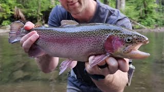 Wild Bows and Stocked Trophy Trout on the Tellico River