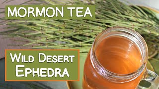 Mormon Tea, 6 Folk Traditions Using Wild Ephedra