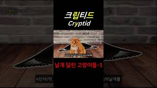 날개 달린 고양이들-1