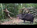 200 days of survival in the wild, trapping wild boars and porcupines, alone survival