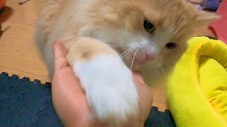 お座りとお手を覚えた猫!! PDS