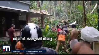 മലപ്പുറത്തെ 'ഇരുട്ടിലാക്കി' കൊടുങ്കാറ്റ്; വേരോടെ കടപുഴകി വൻ മരങ്ങൾ | Malappuram