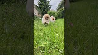 Happy Pomeranian Puppies | ENEKEN and ENNEFER BINGO'VIT