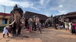 Thriprayar Ekadasi | തൃപ്രയാർ ഏകാദശിക്ക് എത്തിയ ഗജവീരന്മാർ 😍 | മീനാട് വിനായകൻ