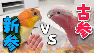 【インコ】古参vs新参 どちらが先に大好きなパパの元へ辿り着く？【オウム】