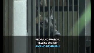 Seorang Warga Tewas Digigit Anjing Pemburu