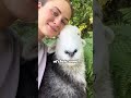 the beauty of herdwick sheep growth animals heartwarmingpets funny