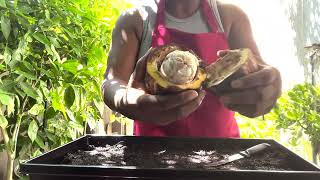 Planting cocoa seeds from a cocoa pod