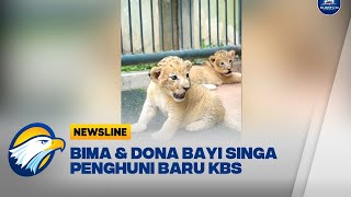 Kebun Binatang Surabaya Kedatangan 2 Penghuni Baru