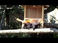 レッサーパンダのお食事＠野毛山動物園