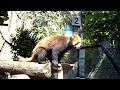 レッサーパンダのお食事＠野毛山動物園