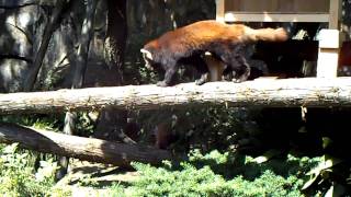 レッサーパンダのお食事＠野毛山動物園