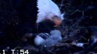 Baby 1 Pecks Baby 2 Still in Its Shell? - Duke Farms Eagle Cam 2011