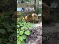 capybaras are faster than you think