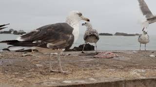 great day in essaouira by morocco meta adventures